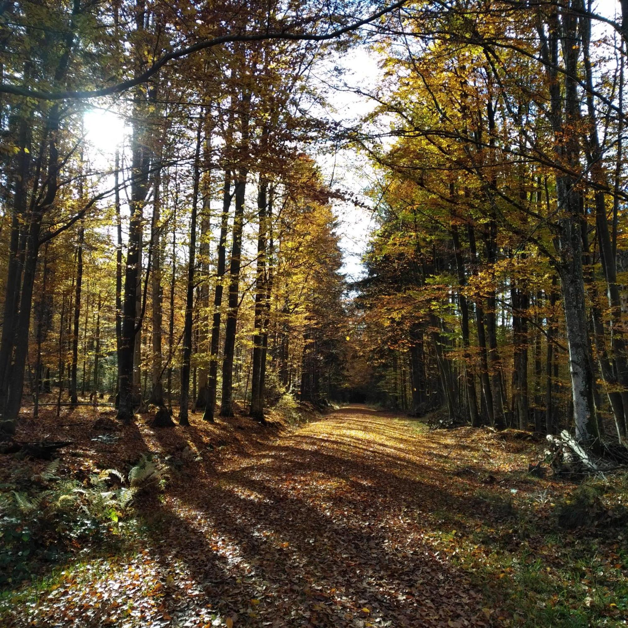 Haus Jaegerfleck, Ihre Ferienwohnungen Am Nationalpark Bayerischer Wald Spiegelau Luaran gambar